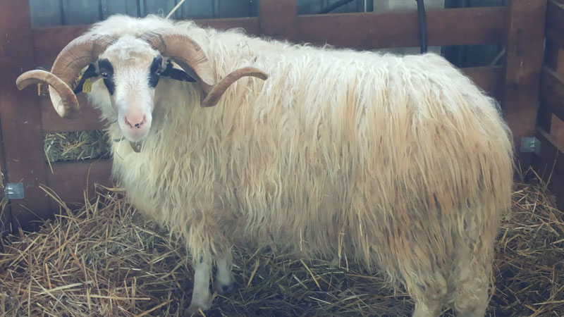 آخر صيحات التهريب من إيران&hellip; "خراف حية محشوة بالمخدرات"!